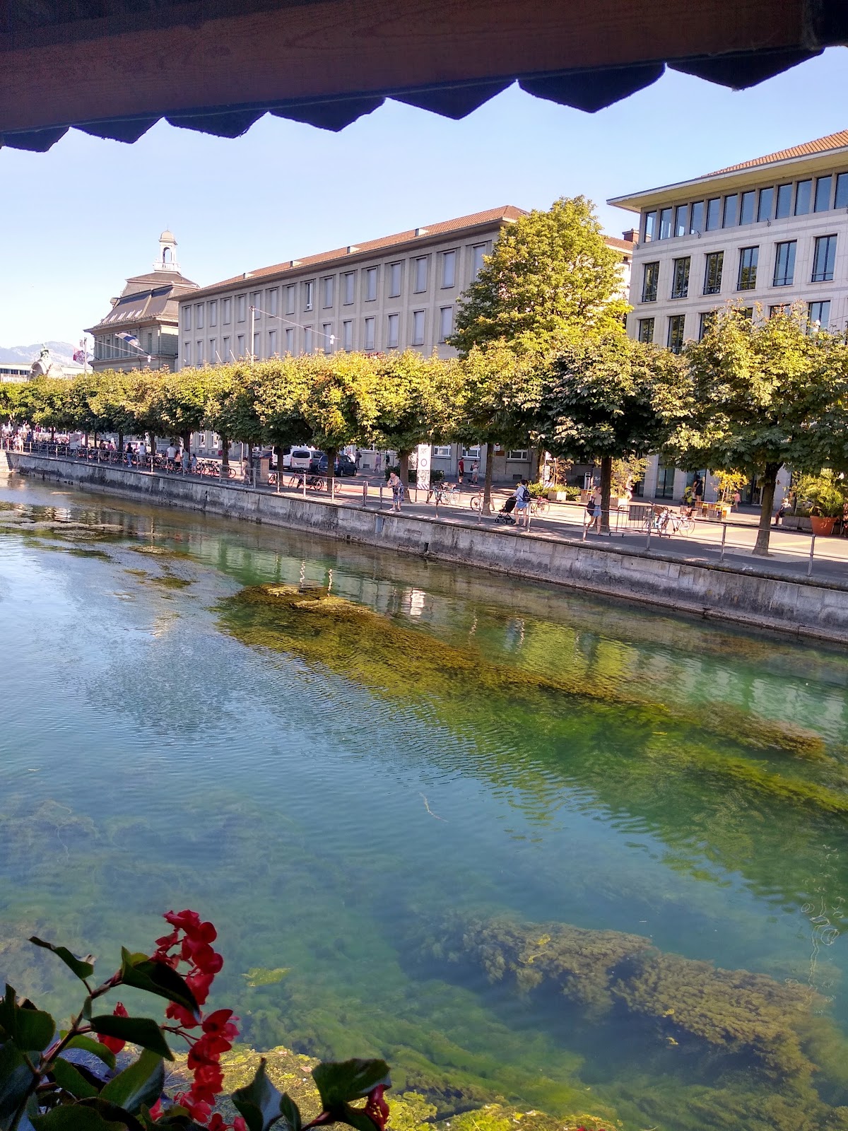 Lucern