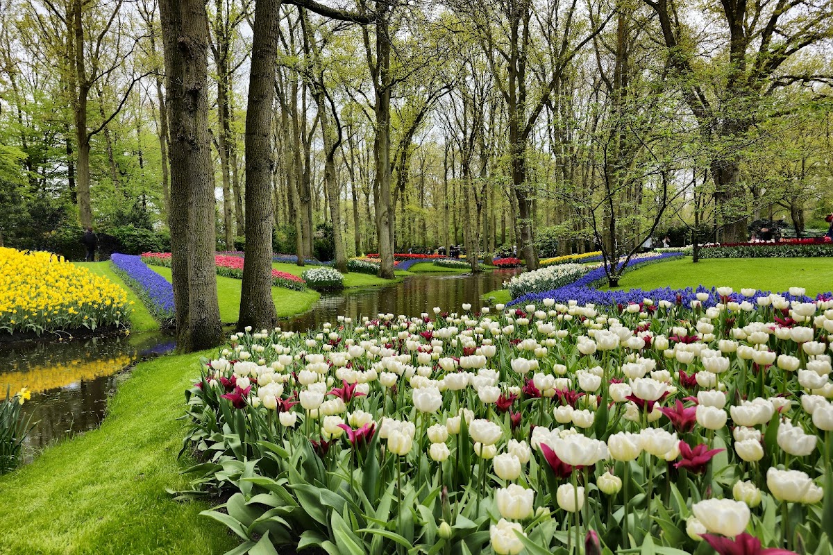 Keukenhof - vrt lala